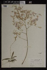 Image of Ionopsis paniculata