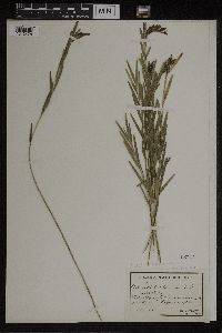 Media resource of Isochilus linearis