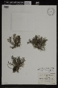 Image of Jacquiniella leucomelana