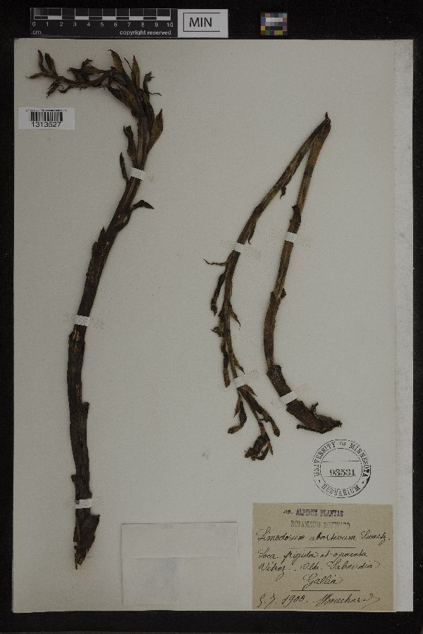 Limodorum abortivum image