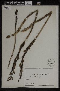 Limodorum abortivum image