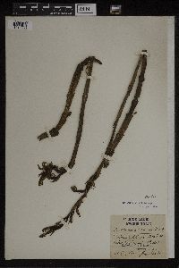 Limodorum abortivum image