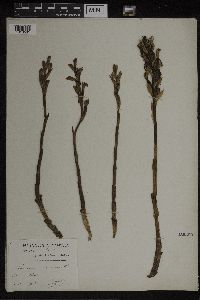 Limodorum abortivum image