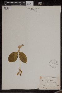 Media resource of Liparis elata