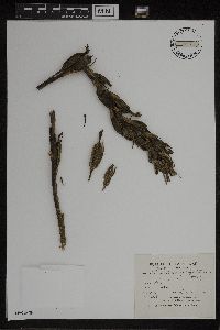 Limodorum abortivum image