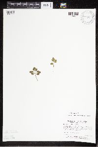 Sceptridium multifidum image