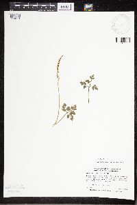 Sceptridium multifidum image