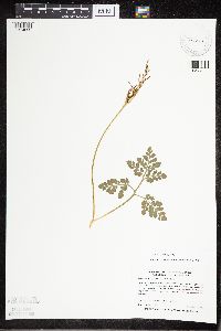 Sceptridium multifidum image