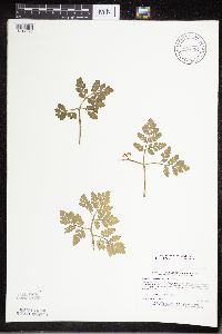 Sceptridium multifidum image