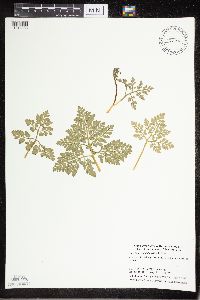 Sceptridium multifidum image