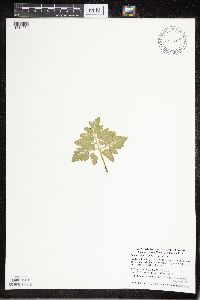 Sceptridium multifidum image