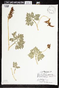 Sceptridium multifidum image