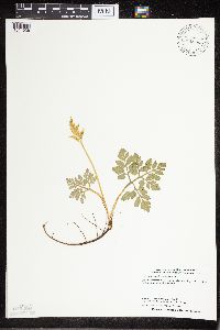 Sceptridium multifidum image