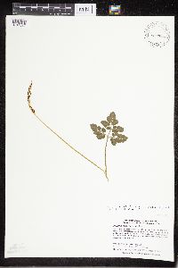 Sceptridium multifidum image