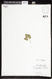 Sceptridium multifidum image