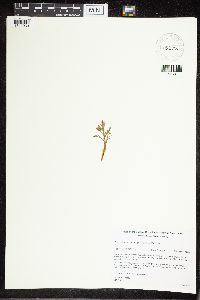 Sceptridium multifidum image