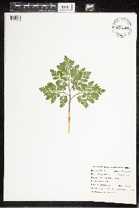 Sceptridium multifidum image