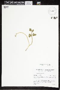 Sceptridium multifidum image