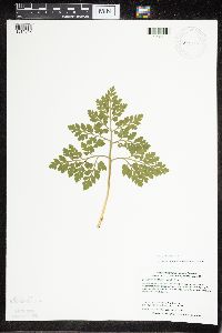 Sceptridium multifidum image