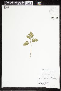 Sceptridium multifidum image