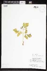 Sceptridium multifidum image