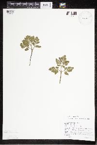 Sceptridium multifidum image