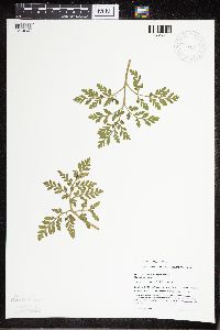 Sceptridium multifidum image