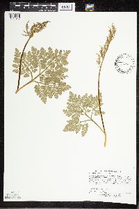 Sceptridium multifidum image