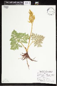 Sceptridium multifidum image