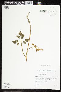 Sceptridium multifidum image