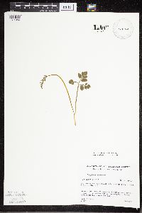 Sceptridium multifidum image