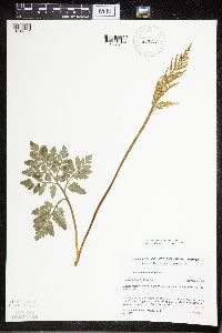 Sceptridium multifidum image