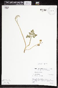 Sceptridium multifidum image