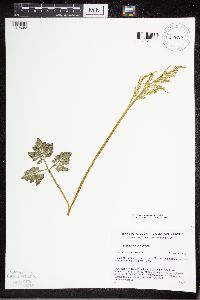 Sceptridium multifidum image