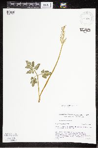 Sceptridium multifidum image