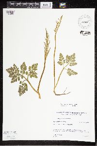 Sceptridium multifidum image