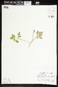 Sceptridium multifidum image