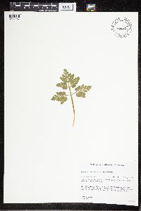 Sceptridium multifidum image