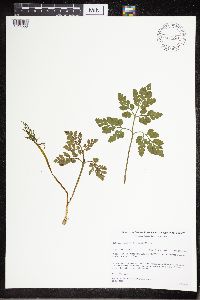 Sceptridium multifidum image