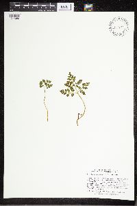 Sceptridium multifidum image