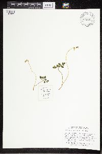 Sceptridium multifidum image