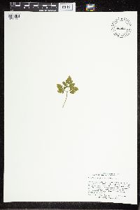 Sceptridium multifidum image