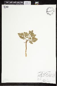 Sceptridium multifidum image