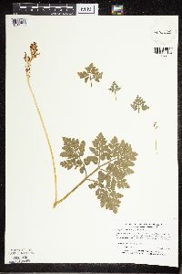 Sceptridium multifidum image