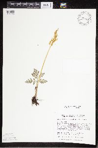 Sceptridium multifidum image