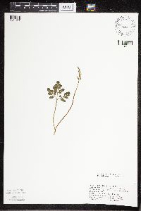 Sceptridium multifidum image