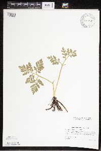 Sceptridium multifidum image