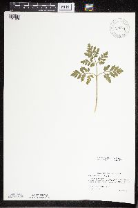 Sceptridium multifidum image