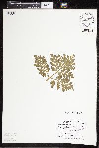 Sceptridium multifidum image