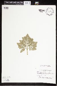 Sceptridium multifidum image